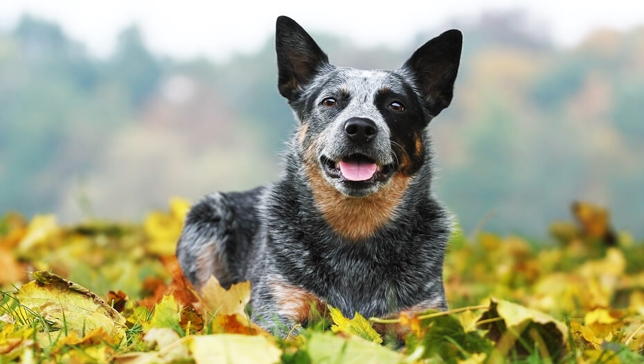 What is a hot sale blue heeler dog